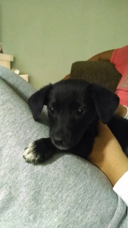 Cachorro ra a Vira-Lata idade 2 a 6 meses nome Catarina