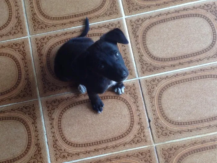 Cachorro ra a Vira-Lata idade 2 a 6 meses nome Catarina