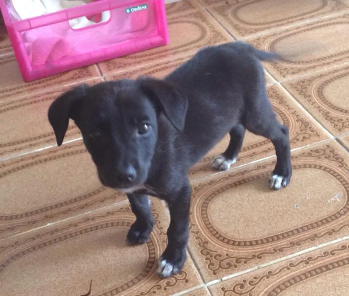 Cachorro ra a Vira-Lata idade 2 a 6 meses nome Catarina