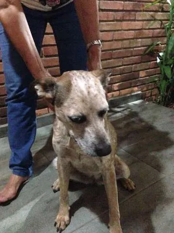 Cachorro ra a vira lata idade 7 a 11 meses nome Sem nome