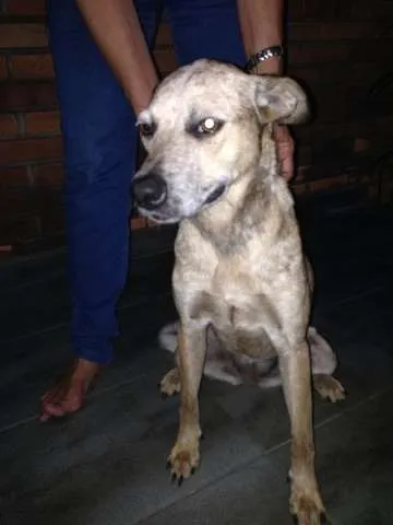 Cachorro ra a vira lata idade 7 a 11 meses nome Sem nome