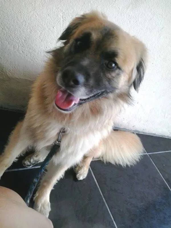 Cachorro raça Pastor Alemão com Labrador idade 2 anos nome Thor