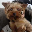 Charlie