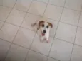 Lindo Cãozinho