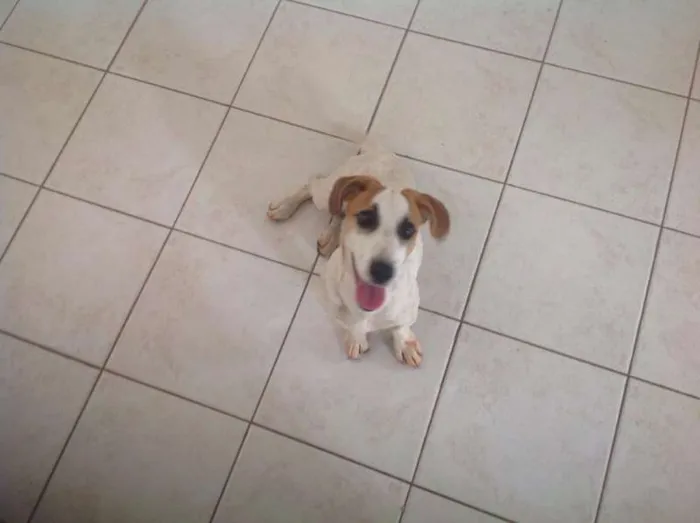 Cachorro ra a srd idade  nome Lindo Cãozinho
