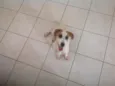 Lindo Cãozinho