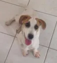 Lindo Cãozinho
