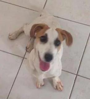 Cachorro ra a srd idade  nome Lindo Cãozinho