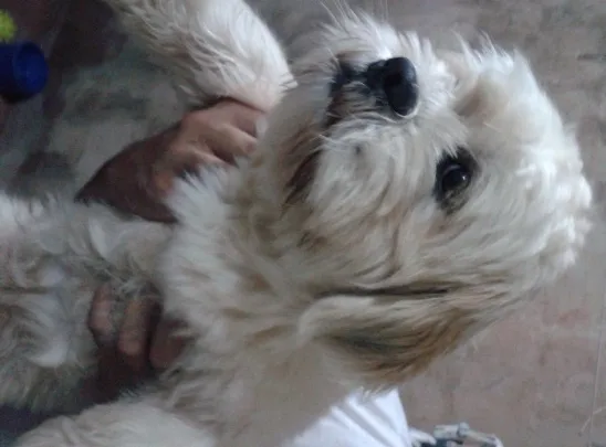 Cachorro ra a Lhasa Apso idade  nome Lhasa Apso