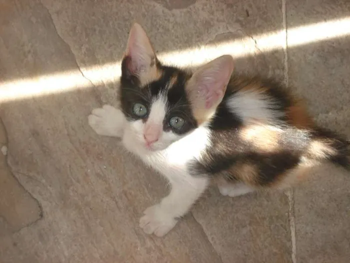 Gato raça SRD idade  nome Belinha