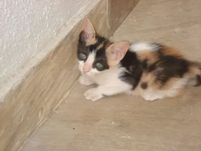 Gato raça SRD idade  nome Belinha