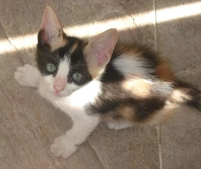 Gato raça SRD idade  nome Belinha