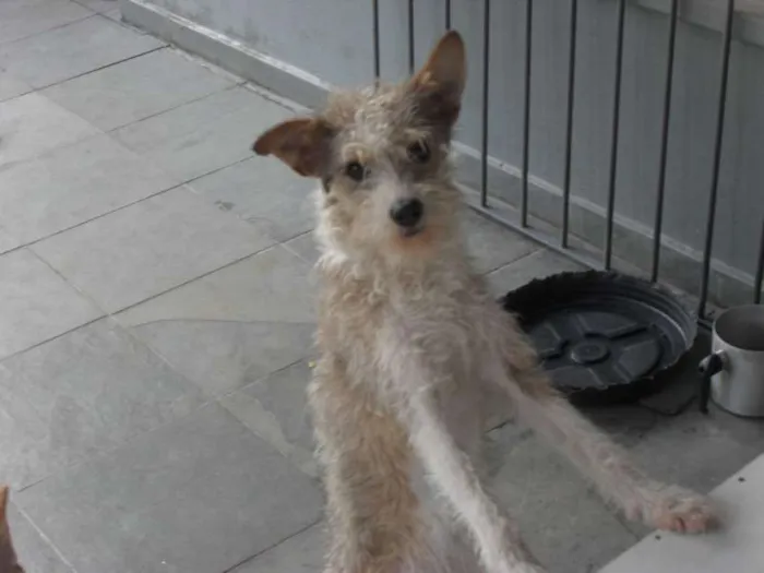 Cachorro ra a vira lata idade 1 ano nome Maria