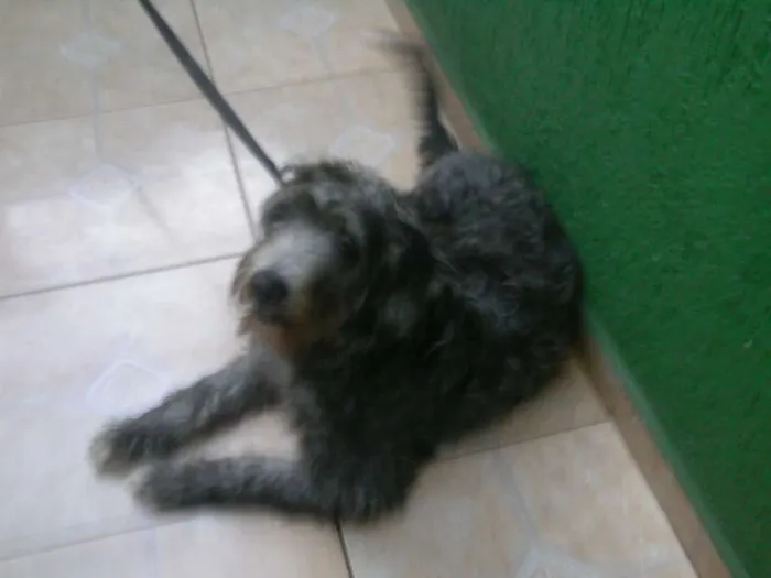 Cachorro ra a Vira lata idade 2 a 6 meses nome Ted