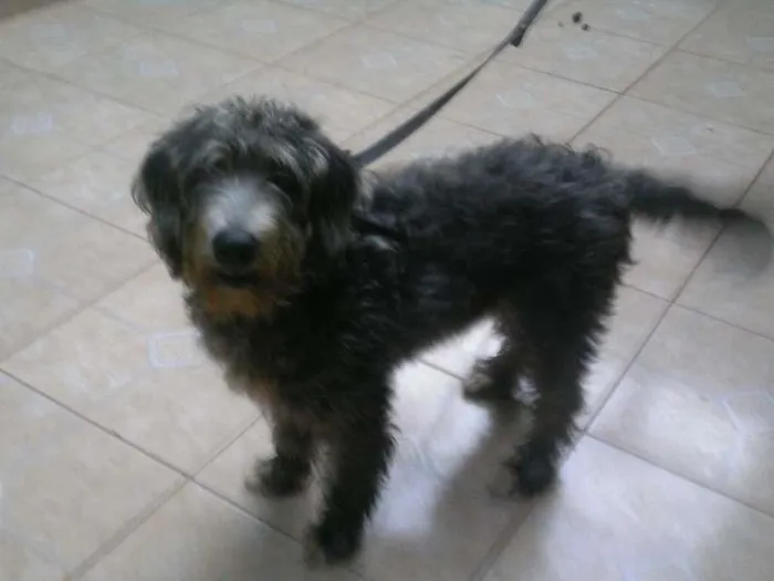 Cachorro ra a Vira lata idade 2 a 6 meses nome Ted
