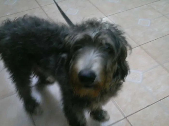 Cachorro ra a Vira lata idade 2 a 6 meses nome Ted