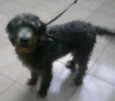 Ted