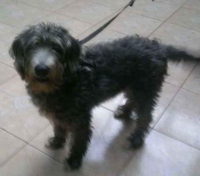 Cachorro ra a Vira lata idade 2 a 6 meses nome Ted