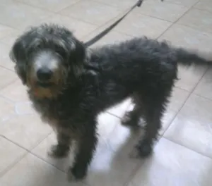 Cachorro raça Vira lata idade 2 a 6 meses nome Ted