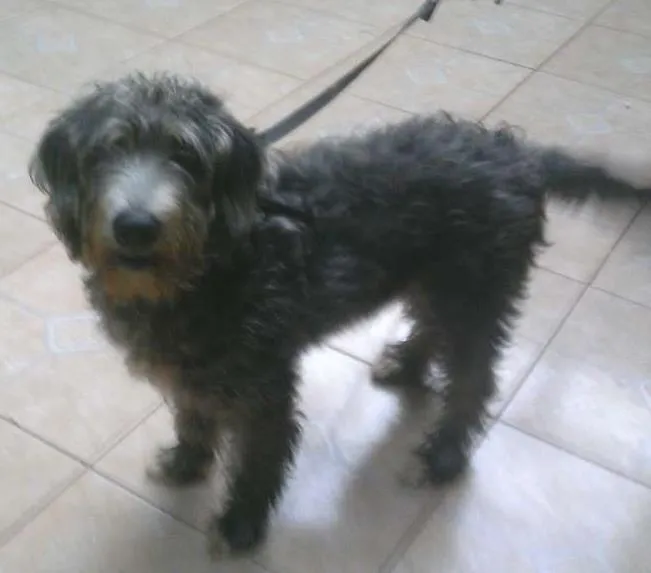 Cachorro ra a Vira lata idade 2 a 6 meses nome Ted