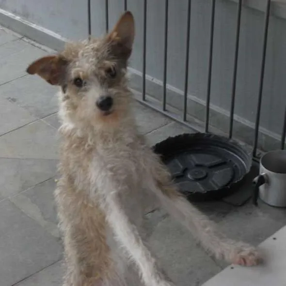 Cachorro ra a vira lata idade 1 ano nome Maria