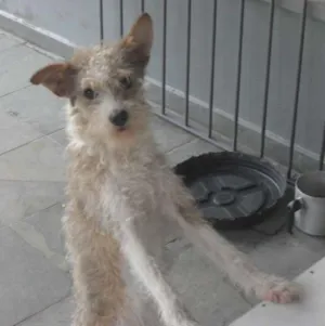Cachorro raça vira lata idade 1 ano nome Maria