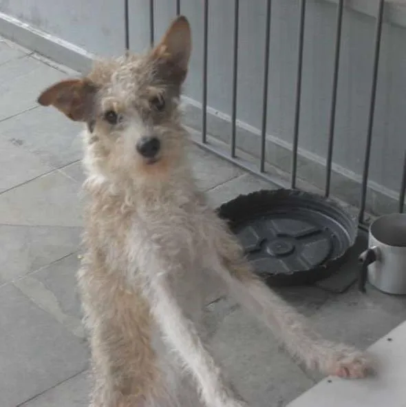 Cachorro ra a vira lata idade 1 ano nome Maria