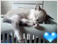 Gatos