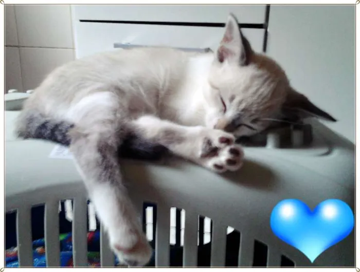 Gato ra a SRD idade 2 a 6 meses nome Gatos