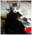 Gatos