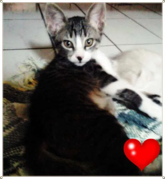 Gato ra a SRD idade 2 a 6 meses nome Gatos