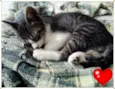 Gatos