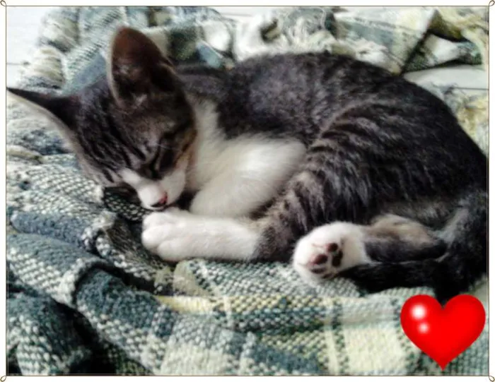 Gato ra a SRD idade 2 a 6 meses nome Gatos