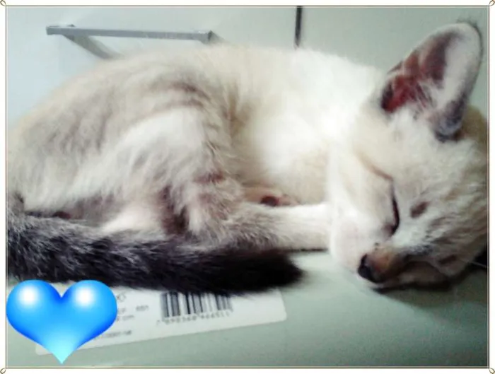 Gato ra a SRD idade 2 a 6 meses nome Gatos