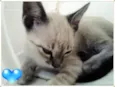 Gatos