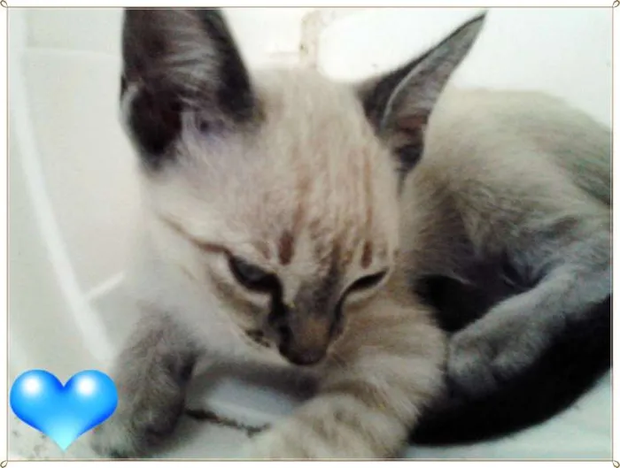 Gato ra a SRD idade 2 a 6 meses nome Gatos