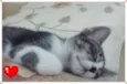 Gatos
