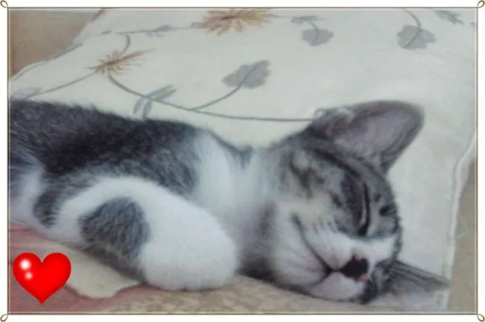 Gato ra a SRD idade 2 a 6 meses nome Gatos