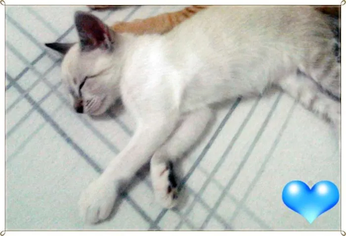 Gato ra a SRD idade 2 a 6 meses nome Gatos