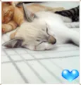 Gatos