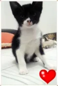 Gatos
