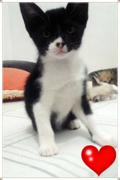 Gato ra a SRD idade 2 a 6 meses nome Gatos