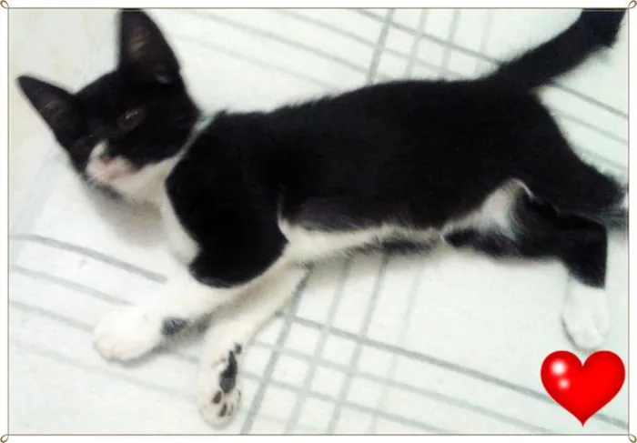 Gato ra a SRD idade 2 a 6 meses nome Gatos
