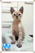 Gatos