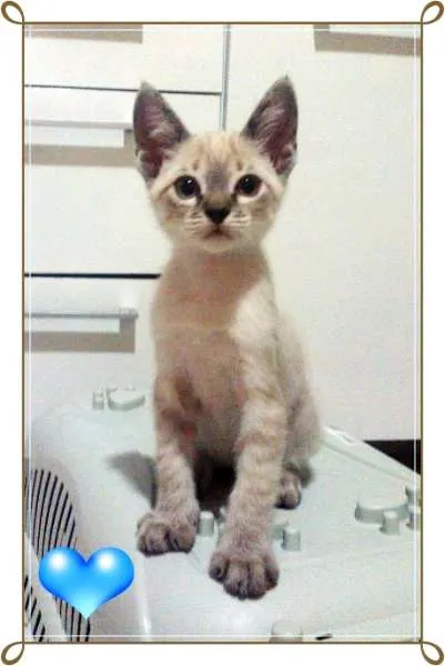 Gato ra a SRD idade 2 a 6 meses nome Gatos