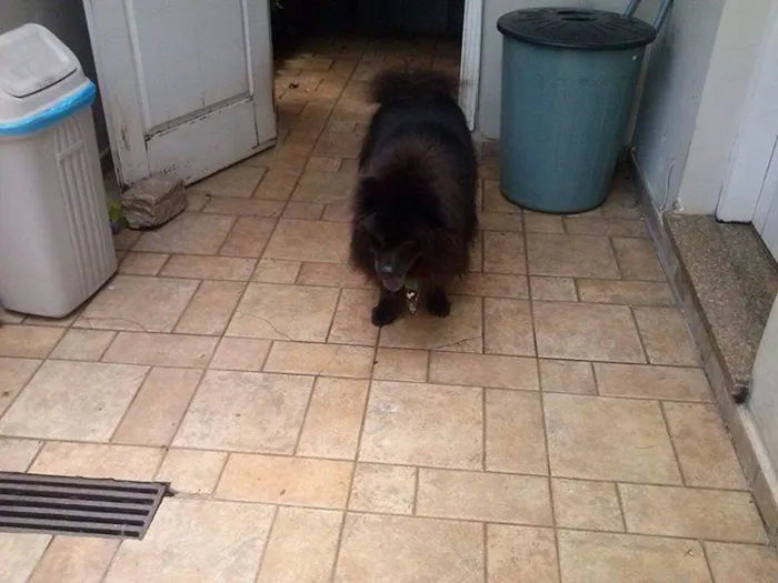 Cachorro ra a Chow Chow idade 6 ou mais anos nome Kua