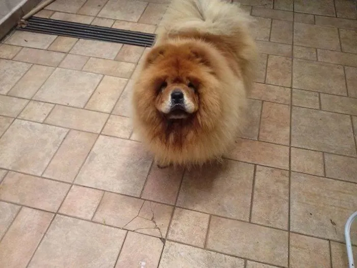 Cachorro ra a Chow Chow idade 6 ou mais anos nome Kira