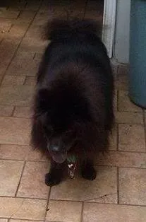 Cachorro ra a Chow Chow idade 6 ou mais anos nome Kua