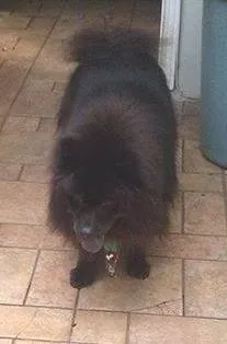 Cachorro raça Chow Chow idade 6 ou mais anos nome Kua