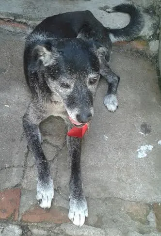 Cachorro raça SRD idade 4 anos nome Pedro